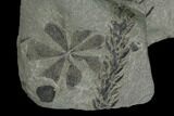 Pennsylvanian Fossil Horsetail (Annularia) Plate - Kentucky #137750-4
